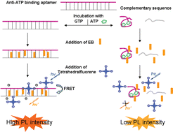 Graphical abstract: ATP detection using a label-free DNA aptamer and a cationic tetrahedralfluorene