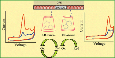 Graphical abstract: Electrochemical studies on the oxidation of guanine and adenine at cyclodextrin modified electrodes