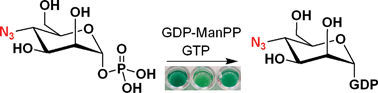 Graphical abstract: Chemoenzymatic synthesis of GDP-azidodeoxymannoses: non-radioactive probes for mannosyltransferase activity