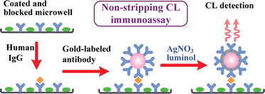Graphical abstract: Gold nanoparticle-based immunoassay by using non-stripping chemiluminescence detection