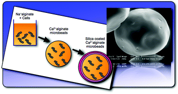 Graphical abstract: Immobilization of yeast and bacteria cells in alginate microbeads coated with silica membranes: procedures, physico-chemical features and bioactivity