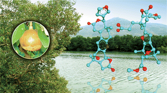 Graphical abstract: Natural products from true mangrove flora: source, chemistry and bioactivities