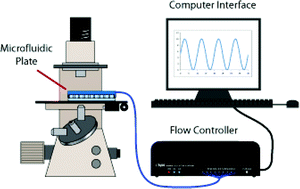 Graphical abstract: Dynamic cell culture: a microfluidic function generator for live cell microscopy