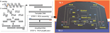 Graphical abstract: Integrated two-step gene synthesis in a microfluidic device