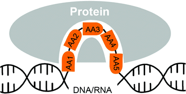Graphical abstract: Controlling the activity of peptides and proteins with smart nucleic acid–protein hybrids