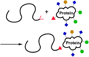 Graphical abstract: Polypeptide–polymer bioconjugates