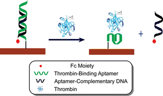 Graphical abstract: Aptamer-based electrochemical sensors that are not based on the target binding-induced conformational change of aptamers