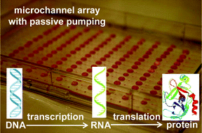 Graphical abstract: Cell-free protein expression in a microchannel array with passive pumping