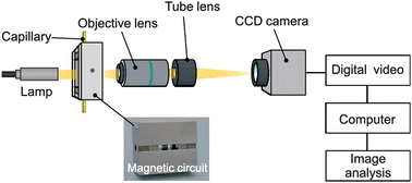 Graphical abstract: Magnetic susceptibility measurement of a microdroplet interface using a magnetic circuit