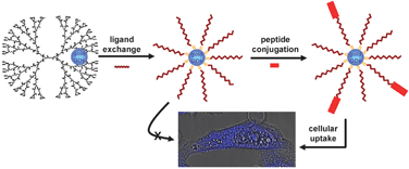 Graphical abstract: Ligand exchanged photoluminescentgold quantum dots functionalized with leading peptides for nuclear targeting and intracellular imaging