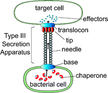 Graphical abstract: Structural dissection of the extracellular moieties of the type III secretion apparatus