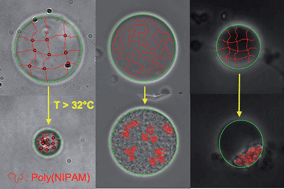 Graphical abstract: Volume transition in composite poly(NIPAM)–giant unilamellar vesicles
