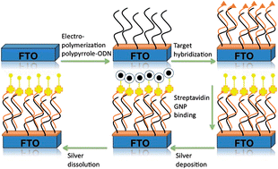 Graphical abstract: Sequence-specific electrochemical detection of Alicyclobacillus acidoterrestrisDNA using electroconductive polymer-modified fluorine tin oxide electrodes