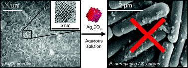 Graphical abstract: Silver carbonate nanoparticles stabilised over alumina nanoneedles exhibiting potent antibacterial properties