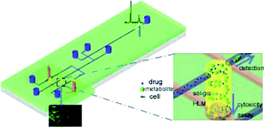 Graphical abstract: Characterization of drug metabolites and cytotoxicity assay simultaneously using an integrated microfluidic device