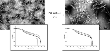 Graphical abstract: Bionanocomposites based on poly(ε-caprolactone)-grafted cellulose nanocrystals by ring-opening polymerization