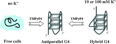 Graphical abstract: Spectroscopic study on the binding of a cationic porphyrin to DNA G-quadruplex under different K+ concentrations