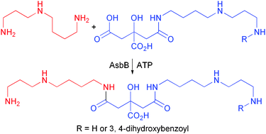 Graphical abstract: Petrobactin biosynthesis: AsbB catalyzes condensation of spermidine with N8-citryl-spermidine and its N1-(3,4-dihydroxybenzoyl) derivative