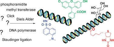 Graphical abstract: Novel strategies for the site-specific covalent labelling of nucleic acids