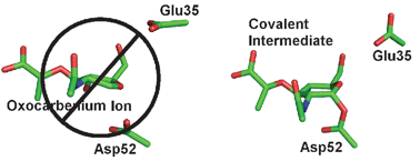 Graphical abstract: QM/MM simulations predict a covalent intermediate in the hen egg white lysozyme reaction with its natural substrate