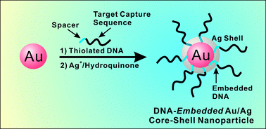Graphical abstract: DNA-embedded Au/Ag core–shell nanoparticles