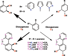 Graphical abstract: Regioselectivity and stereoselectivity of dioxygenase catalysed cis-dihydroxylation of mono- and tri-cyclic azaarene substrates