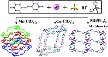 Graphical abstract: Transition metal coordination frameworks with bridges of 1,2-bis(4-pyridyl)ethane-N,N′-dioxide incorporating anions of different size