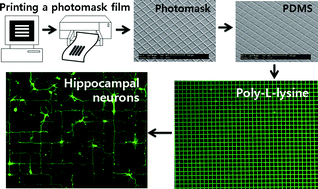 Graphical abstract: Direct rapid prototyping of PDMS from a photomask film for micropatterning of biomolecules and cells