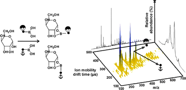 Graphical abstract: Enhanced carbohydrate structural selectivity in ion mobility-mass spectrometry analyses by boronic acid derivatization