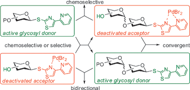 Graphical abstract: 4-(Pyridin-2-yl)thiazol-2-yl thioglycosides as bidentate ligands for oligosaccharide synthesisvia temporary deactivation