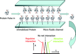 Graphical abstract: Protein self-interaction chromatography on a microchip