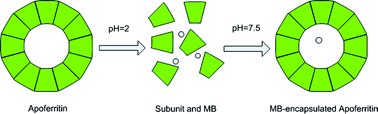 Graphical abstract: Apoferritin protein cages: a novel drug nanocarrier for photodynamic therapy