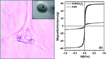 Graphical abstract: One-pot solvothermal synthesis of FePt/Fe3O4 core–shell nanoparticles