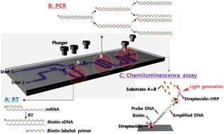 Graphical abstract: A polymer lab-on-a-chip for reverse transcription (RT)-PCR based point-of-care clinical diagnostics