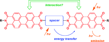 Graphical abstract: Excitation energy transfer in novel acetylenic perylene diimide scaffolds