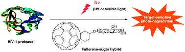 Graphical abstract: Target-selective photo-degradation of HIV-1 protease by a fullerene-sugar hybrid