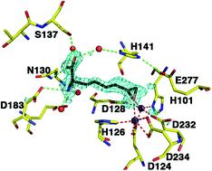 Graphical abstract: Synthesis of (2S)-2-amino-7,8-epoxyoctanoic acid and structure of its metal-bridging complex with human arginase I