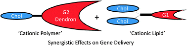 Graphical abstract: Synergistic effects in gene delivery—a structure–activity approach to the optimisation of hybrid dendritic–lipidic transfection agents