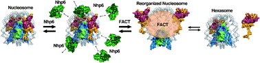 Graphical abstract: FACT and the reorganized nucleosome