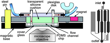 Graphical abstract: An easy to assemble microfluidic perfusion device with a magnetic clamp