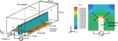Graphical abstract: A three-dimensional (3D) particle focusing channel using the positive dielectrophoresis (pDEP) guided by a dielectric structure between two planar electrodes