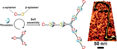 Graphical abstract: Supramolecular aptamer–thrombin linear and branched nanostructures