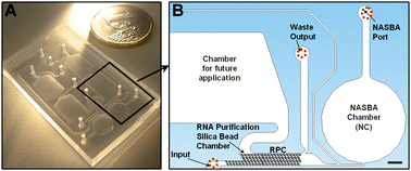 Graphical abstract: Integrated microfluidic tmRNA purification and real-time NASBA device for molecular diagnostics