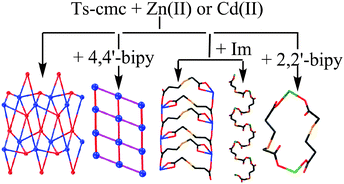 Graphical abstract: Controlling the dimensionalities and structures of homochiral Zn(ii) and Cd(ii) compounds of N-(p-tosyl)-S-carboxymethyl-l-cysteinevia tuning the connecting modes of metal ions and chiral linkers by different kinds of ancillary ligands