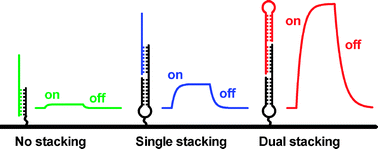 Graphical abstract: Kinetics of base stacking-aided DNAhybridization