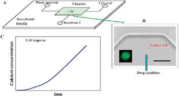 Graphical abstract: Real-time detection of the early event of cytotoxicity of herbal ingredients on single leukemia cells studied in a microfluidic biochip