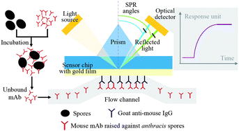 Graphical abstract: Label-free detection of B. anthracis spores using a surface plasmon resonance biosensor
