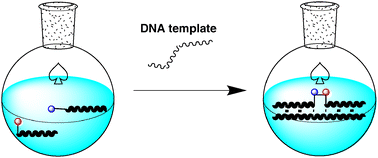 Graphical abstract: Functional evolution on the assembled DNA template