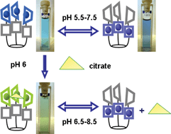 Graphical abstract: The pH controlled uptake/release of citrate by a tri-copper(ii) complex
