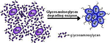 Graphical abstract: A simple assay to probe disease-associated enzyme activity using glycosaminoglycan-assisted synthesized gold nanoparticles